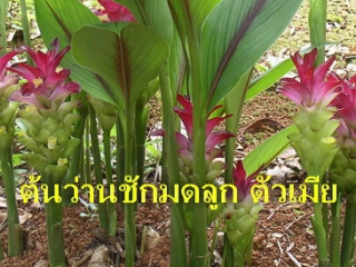 Curcuma-comosa-No1-320x240.jpg