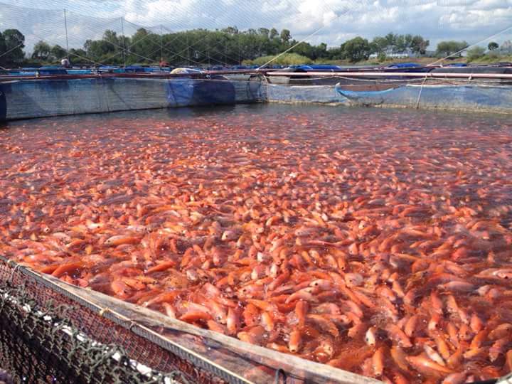 ruby fish farming in cages 9